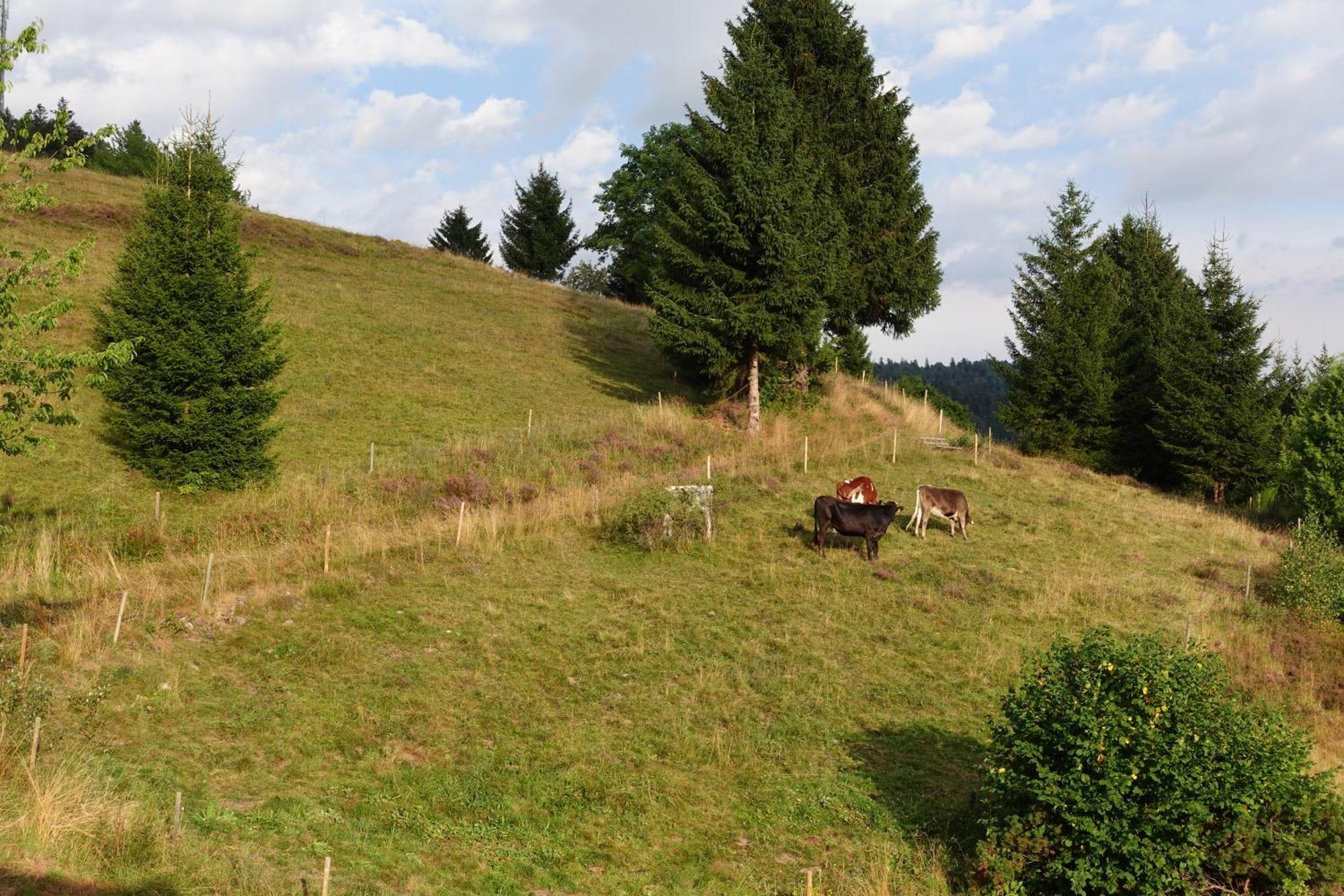 Apartments Amalia - Mit Wlan Und Sky In Traumhafter Lage Todtmoos Pokoj fotografie